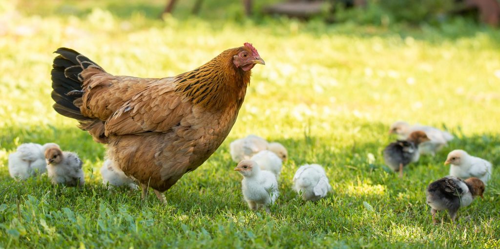 Surprising Facts about Chickens